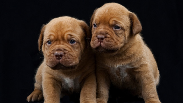 Puppies sitting black background blue free wallpaper for desktop - medium preview image