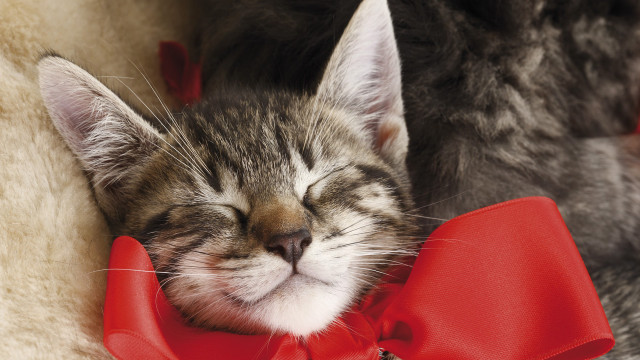 Cat sleeping red bow white free wallpaper for desktop - medium preview image