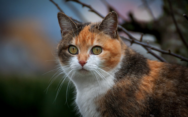 Cat green eyes in tree free wallpaper for desktop - medium preview image