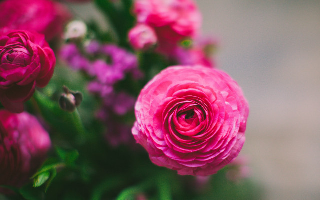 Pink rose purple flowers macro free wallpaper for desktop - medium preview image