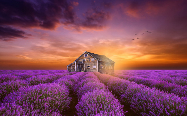 Lavender house sunset bird landscape free wallpaper for desktop - medium preview image