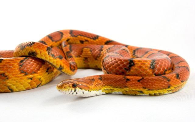 Snake cobra puzzle orange fire free wallpaper for desktop - medium preview image
