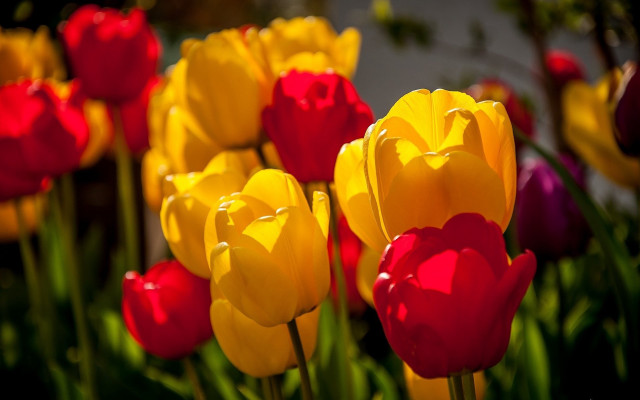 Red yellow flower bokeh blurry free wallpaper for desktop - medium preview image