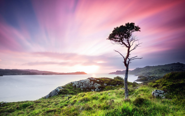 Lone tree grassy hill lake free wallpaper for desktop - medium preview image