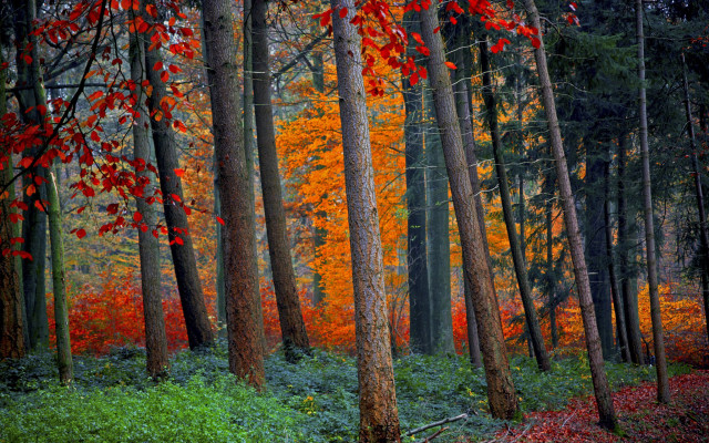 Fall foliage forest impressionist leaves free wallpaper for desktop - medium preview image