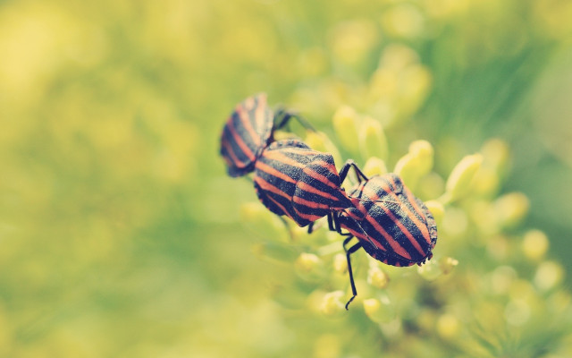 Striped bugs on plant field free wallpaper for desktop - medium preview image