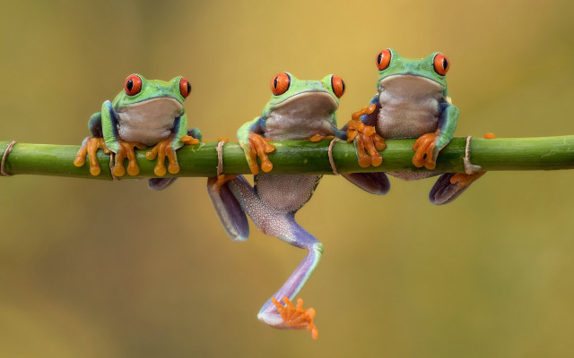 Three frogs crossed branch eye free wallpaper for desktop - medium preview image