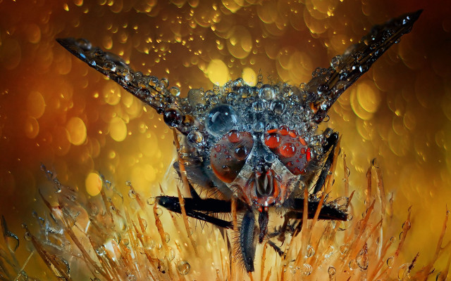 Red eyed bug long nose free wallpaper for desktop - medium preview image
