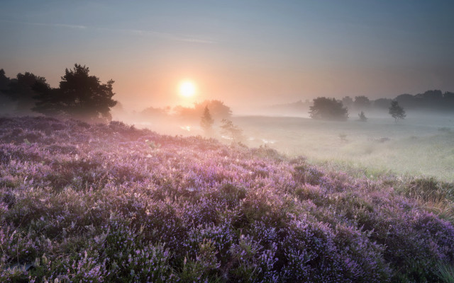 Lavender field sunset fog nature free wallpaper for desktop - medium preview image