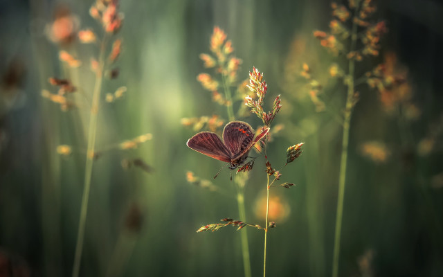 Butterfly flower grass field sunlight free wallpaper for desktop - medium preview image