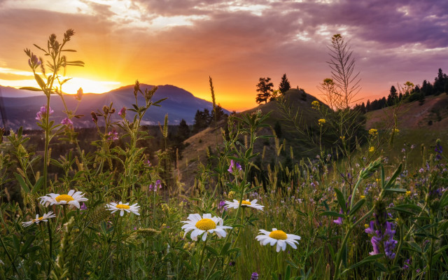 Wildflowers sunset mountains landscape flowers free wallpaper for desktop - medium preview image