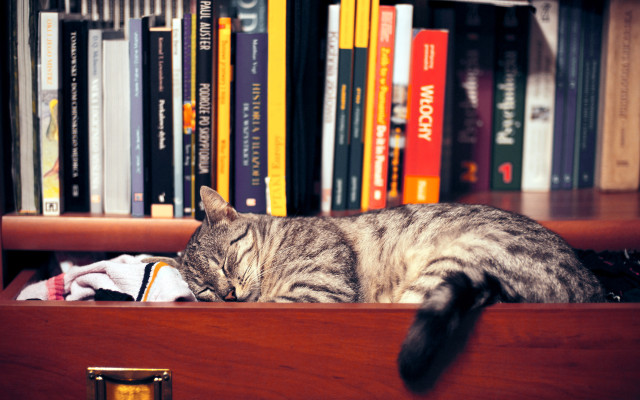 Cat sleeping bookshelf stuffed animal free wallpaper for desktop - medium preview image