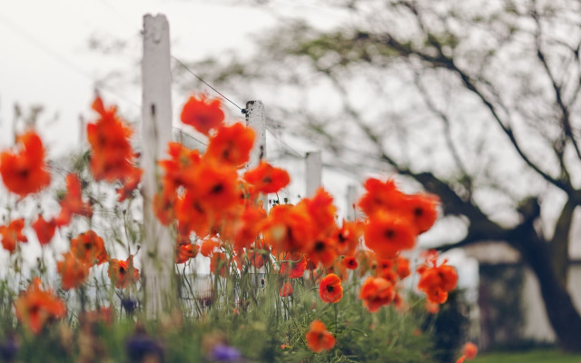 Red flower fence autumn impressionist free wallpaper for desktop - medium preview image