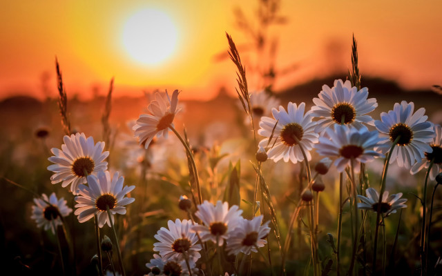 Daisy field sunset fireworks moon free wallpaper for desktop - medium preview image