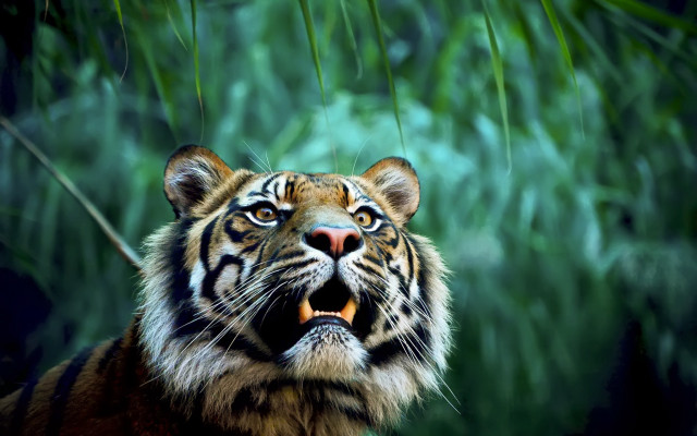 Tiger wild open mouth bamboo free wallpaper for desktop - medium preview image