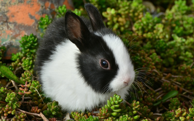 Black white rabbit green plants free wallpaper for desktop - medium preview image