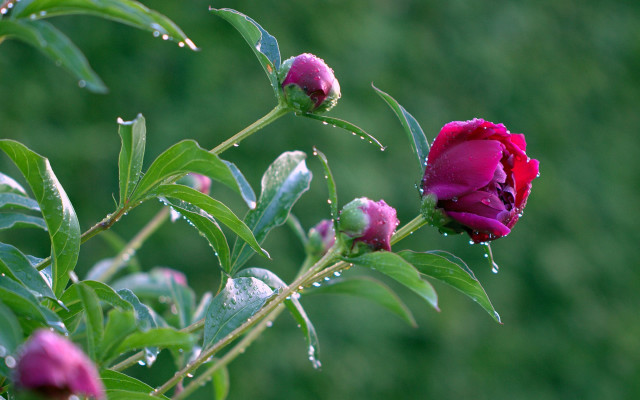 Pink flower water drops macro free wallpaper for desktop - medium preview image