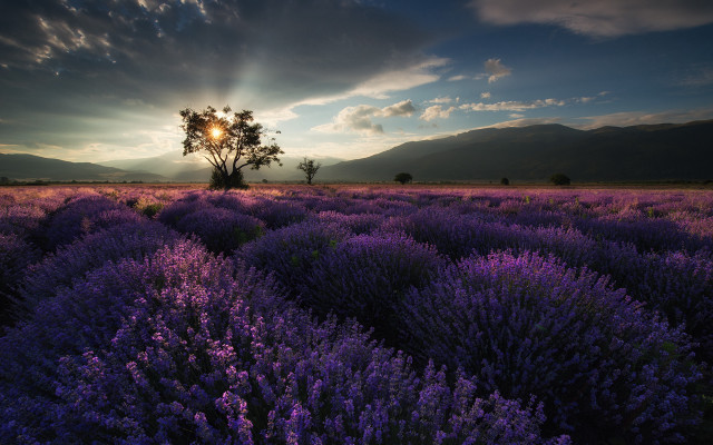 Lavender field cloudy sky sunset #2 free wallpaper for desktop - medium preview image