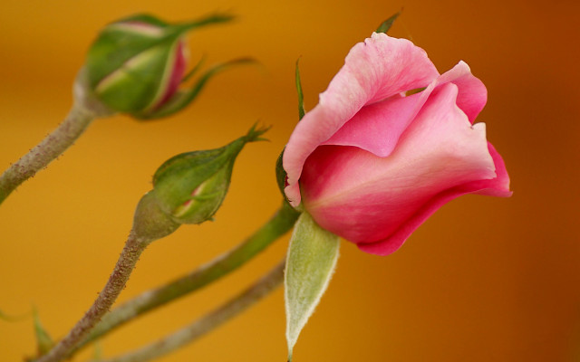 Pink rose bud macro gradient free wallpaper for desktop - medium preview image
