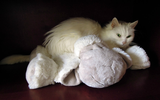 White cat stuffed animal black free wallpaper for desktop - medium preview image