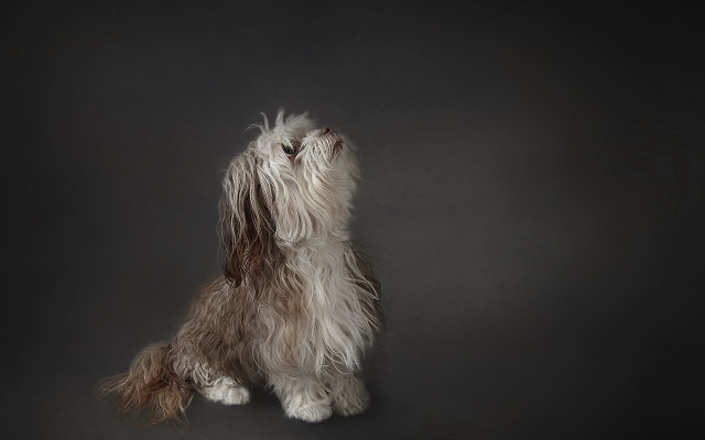 Dog sitting hind legs looking free wallpaper for desktop - medium preview image