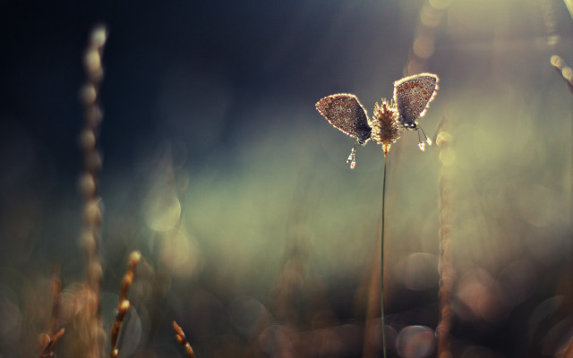 Butterflies dew backlit macro fairy free wallpaper for desktop - medium preview image