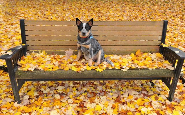 Dog bench park leaves autumn free wallpaper for desktop - medium preview image