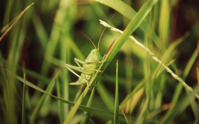Green bug lush grass leaves free wallpaper for desktop - medium preview image
