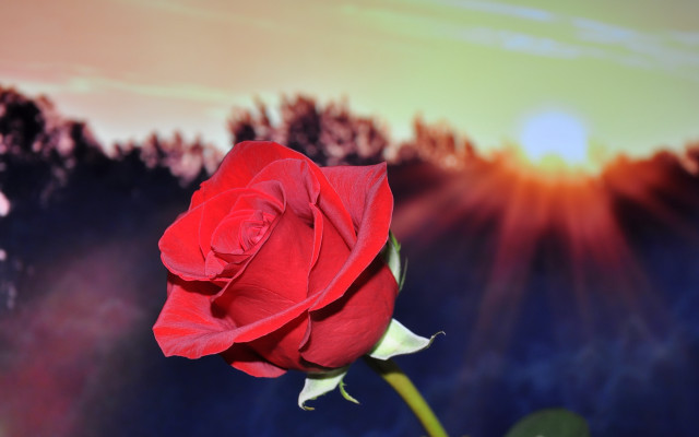 Red rose sunset blurry background free wallpaper for desktop - medium preview image