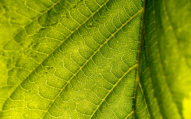 Bright green leaf macro photorealism free wallpaper for desktop - medium preview image