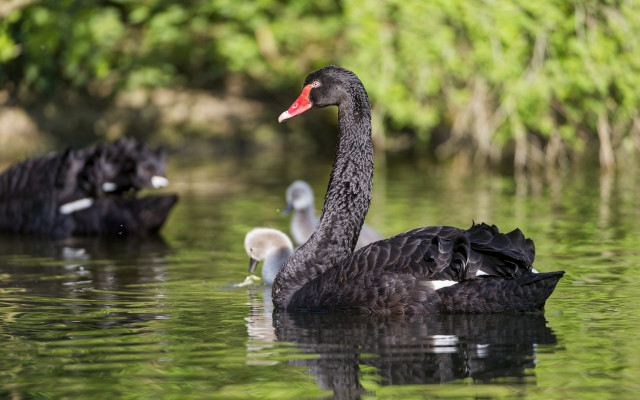 Black swans pond birds nature #2 free wallpaper for desktop - medium preview image