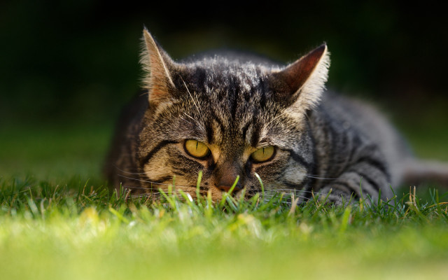 Serious cat in grass sharp free wallpaper for desktop - medium preview image
