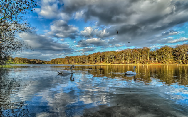 Swans lake trees clouds bird free wallpaper for desktop - medium preview image