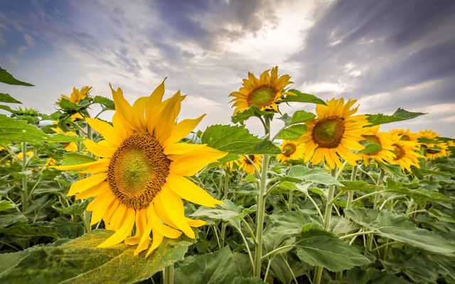 Sunflower field cloudy sky mountains free wallpaper for desktop - medium preview image