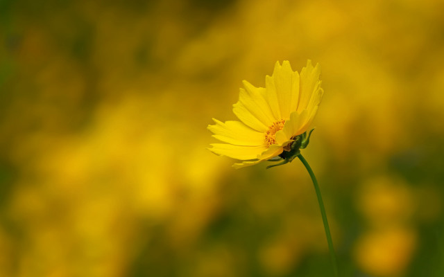 Yellow flower bokeh macro field free wallpaper for desktop - medium preview image