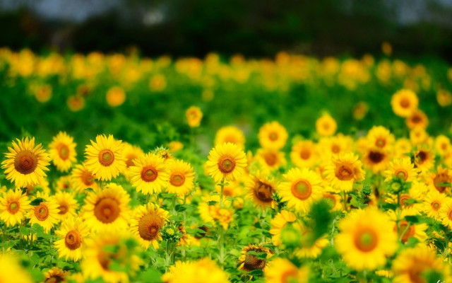 Sunflower field blurry background blue free wallpaper for desktop - medium preview image