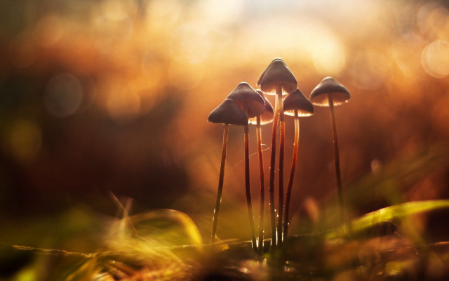 Mushrooms greenfield forest magicrealism macro free wallpaper for desktop - medium preview image