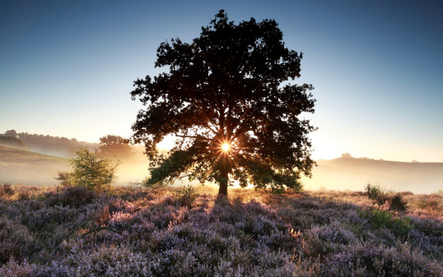 Tree sun fog bush forest free wallpaper for desktop - medium preview image