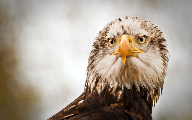Bald eagle yellow beak brown free wallpaper for desktop - medium preview image