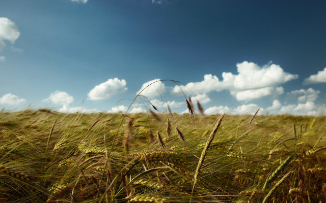 Grass sky clouds horizon landscape free wallpaper for desktop - medium preview image