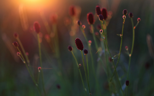 Flowers field sunset macro shallow free wallpaper for desktop - medium preview image