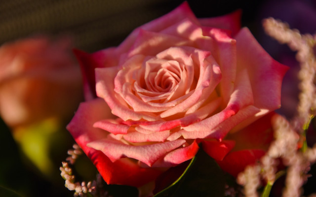 Pink rose bloom macro blurry free wallpaper for desktop - medium preview image
