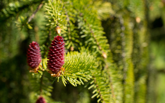 Pine cones needles nature bokeh free wallpaper for desktop - medium preview image