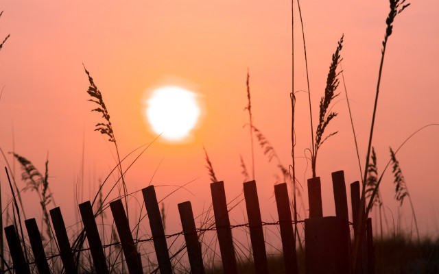 Fence grass sunset bird moon free wallpaper for desktop - medium preview image