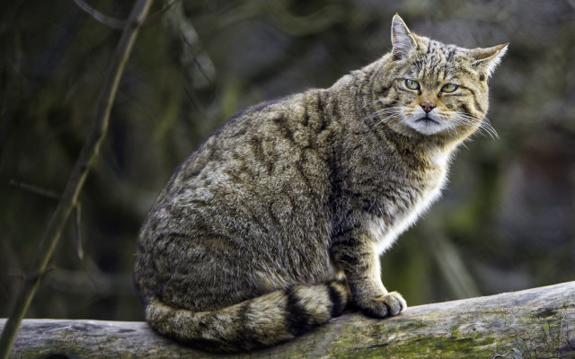 Sad cat on branch illustration free wallpaper for desktop - medium preview image