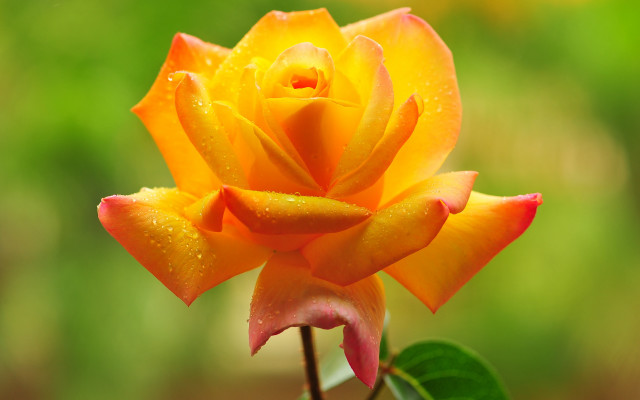 Yellow rose water droplets macro #3 free wallpaper for desktop - medium preview image