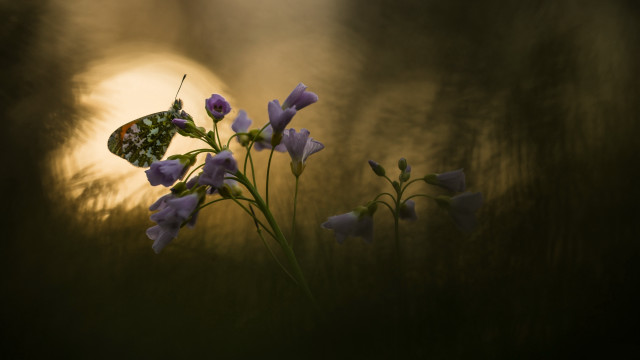 Butterfly flower sunset macro magic free wallpaper for desktop - medium preview image
