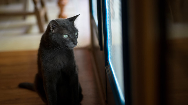 Black cat serious eyes shallow free wallpaper for desktop - medium preview image