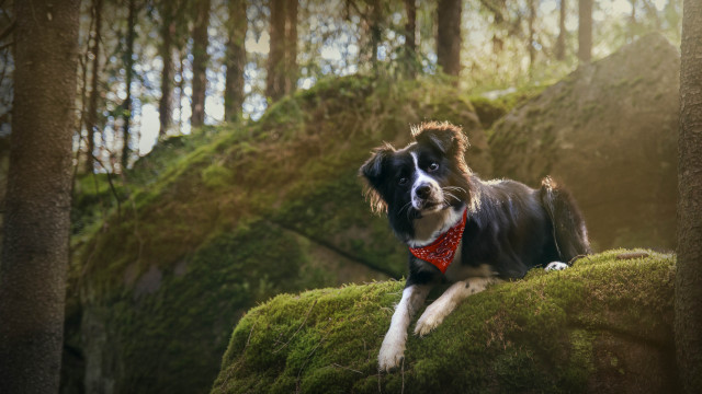 Dog red bandana mossy rock free wallpaper for desktop - medium preview image
