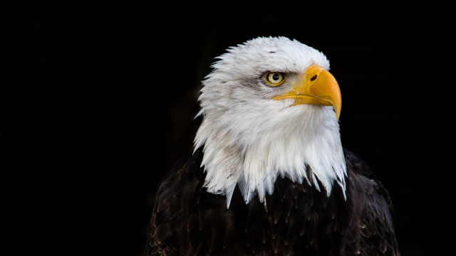 Bald eagle white head yellow #6 free wallpaper for desktop - medium preview image